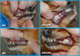 Ультразвуковая чистка зубов животных