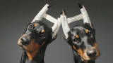 Купирование ушных раковин и хвоста для собак