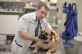 Первичный прием ветеринарного врача 