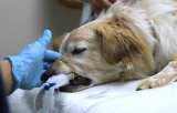 Седация животного (анестезия)