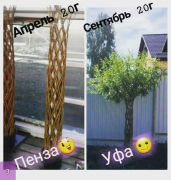 Живое плетеное дерево Ива высота 150 см