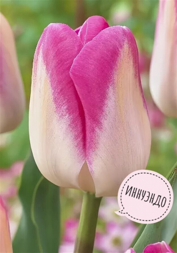 Тюльпан иннуэндо фото и описание