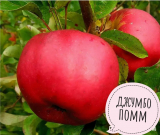 Яблоки Джумбо Помм